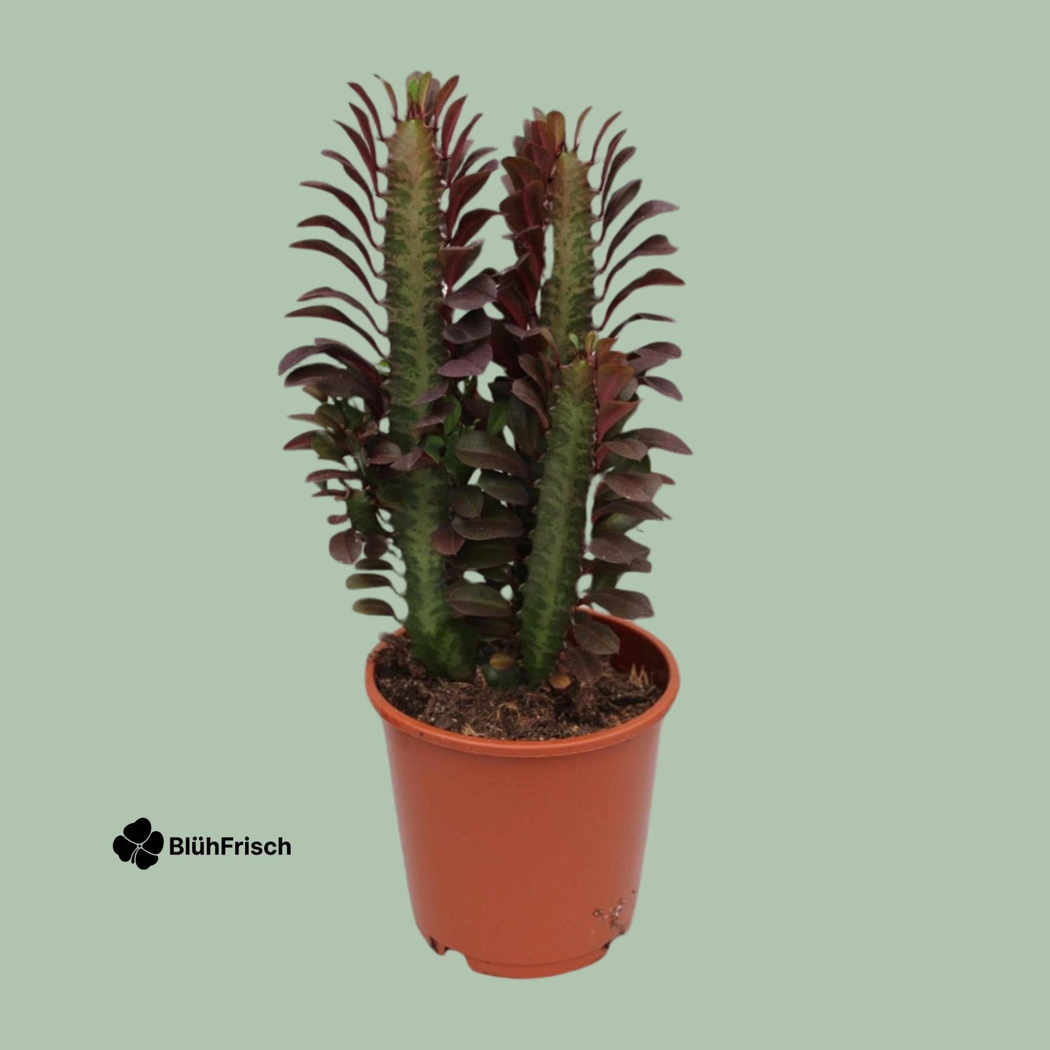 Kaktus 'Dreikantige Wolfsmilch' - Ø12cm - ↕40cm