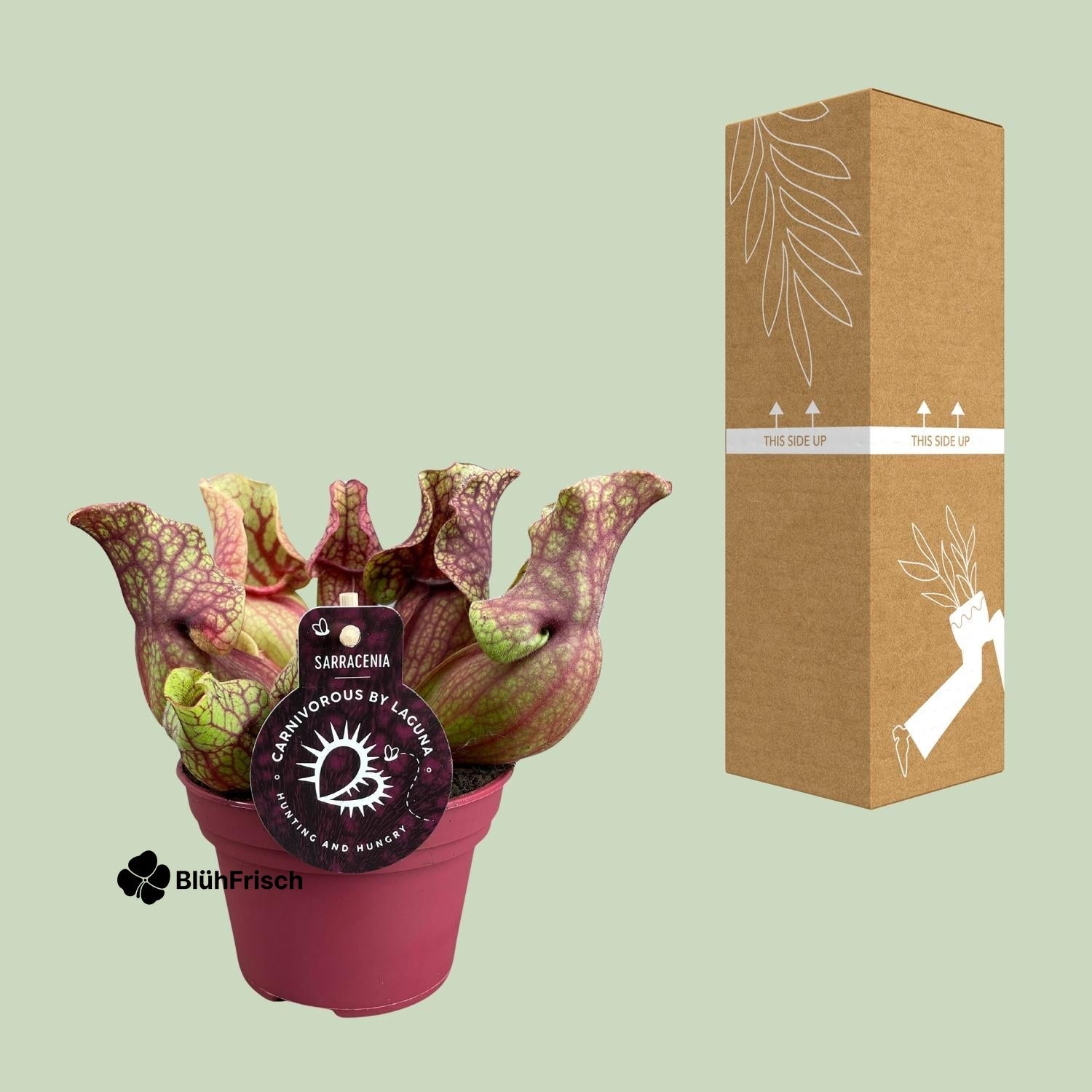 Sarracenia Venosa - Ø12cm - ↕20cm