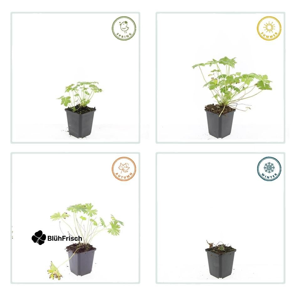 24x Geranium 'Tiny Monster' - ↕10-25cm - Ø9cm