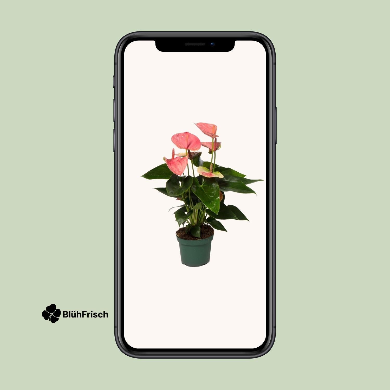 Anthurium Sweet Dream - Ø12cm - ↕35cm