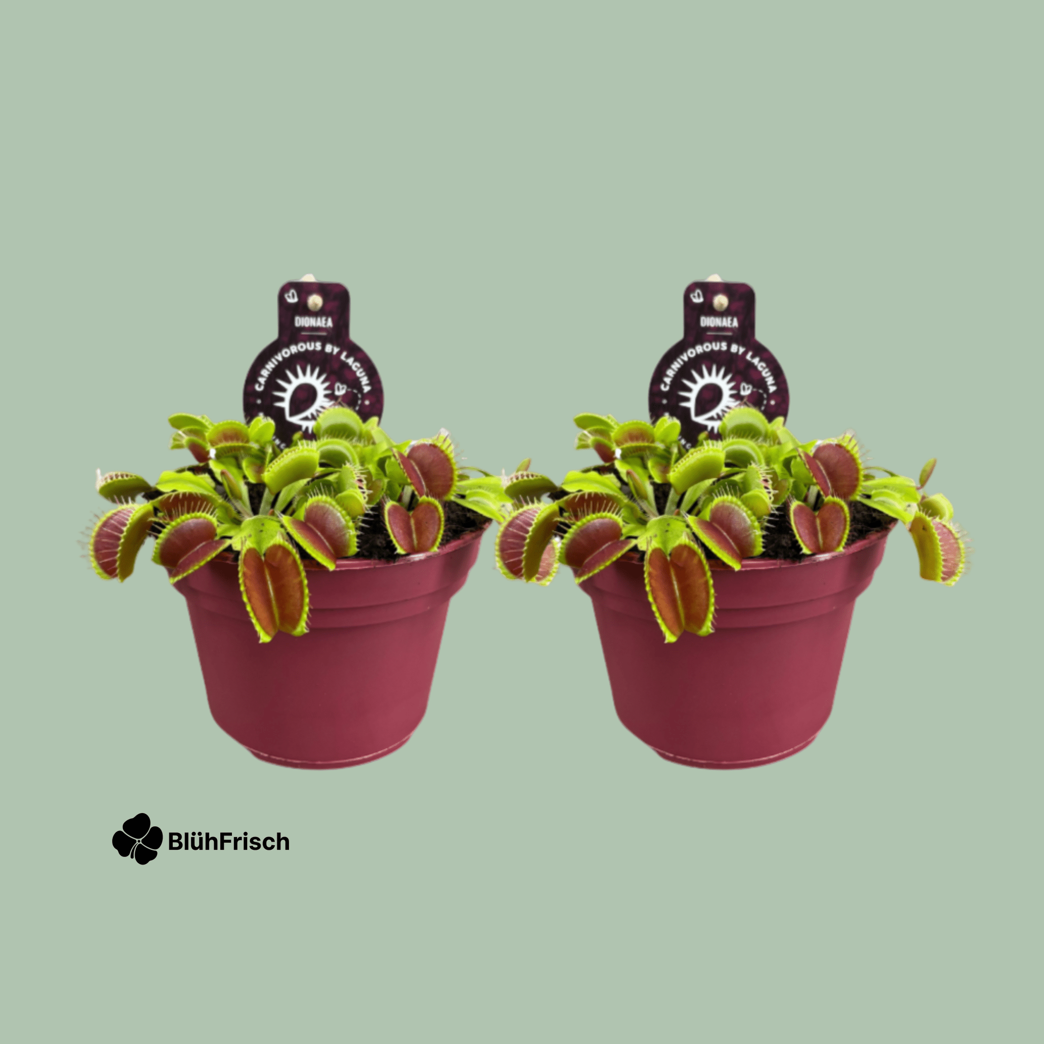 Dionaea Muscipula Venusfliegenfalle - 2 Stücke - Ø12cm - ↕12cm