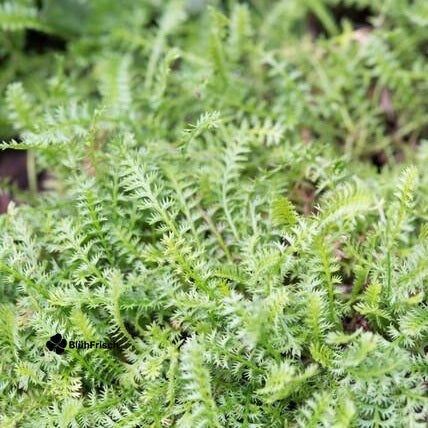 24x Leptinella squalida - ↕10-25cm - Ø9cm