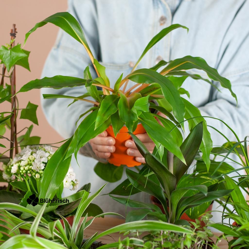 Green Misfitbox: Zimmerpflanzen 12er Set - inkl. 12 x Topf Lissabon schwarz