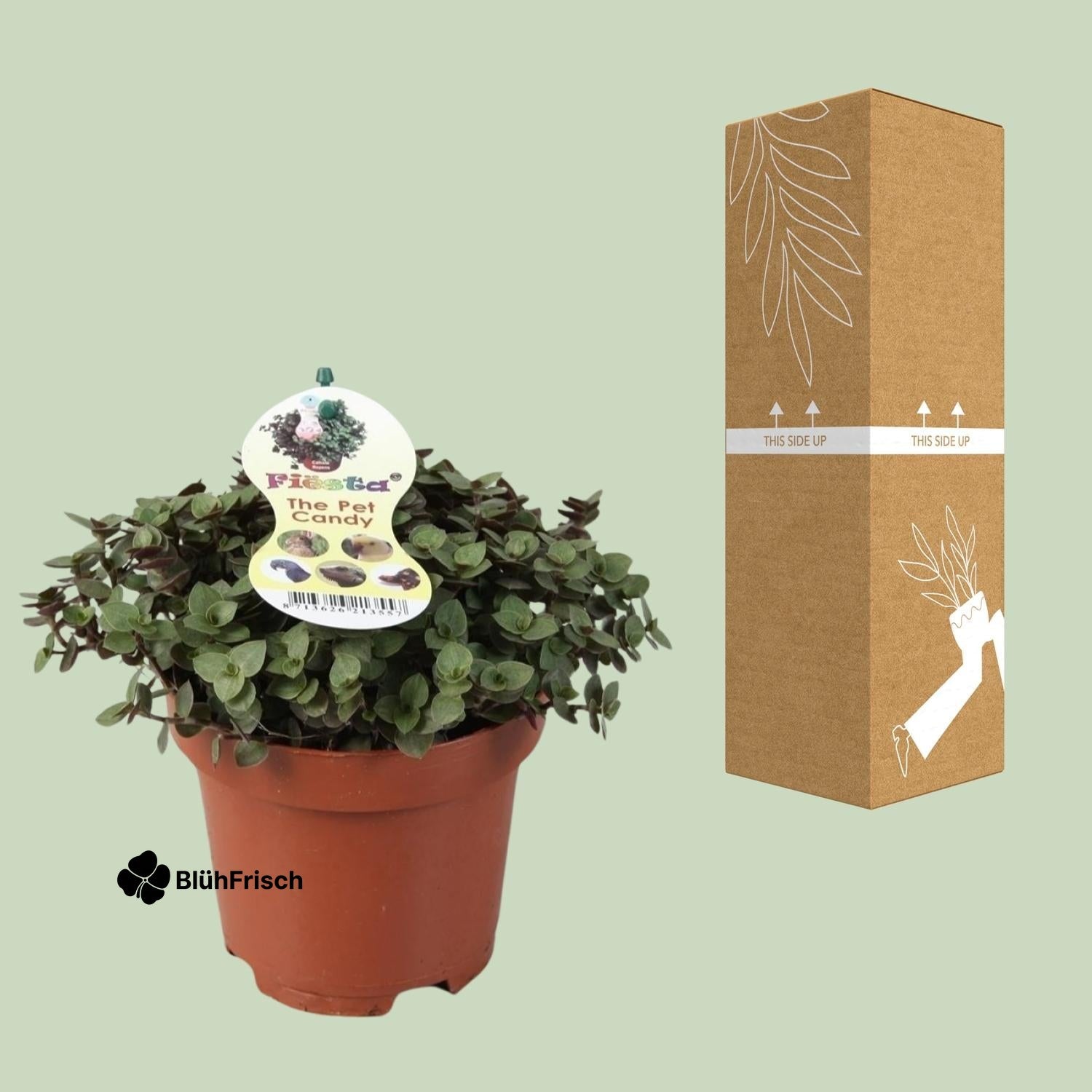 Calissia Repens - Ø12cm - ↕17cm