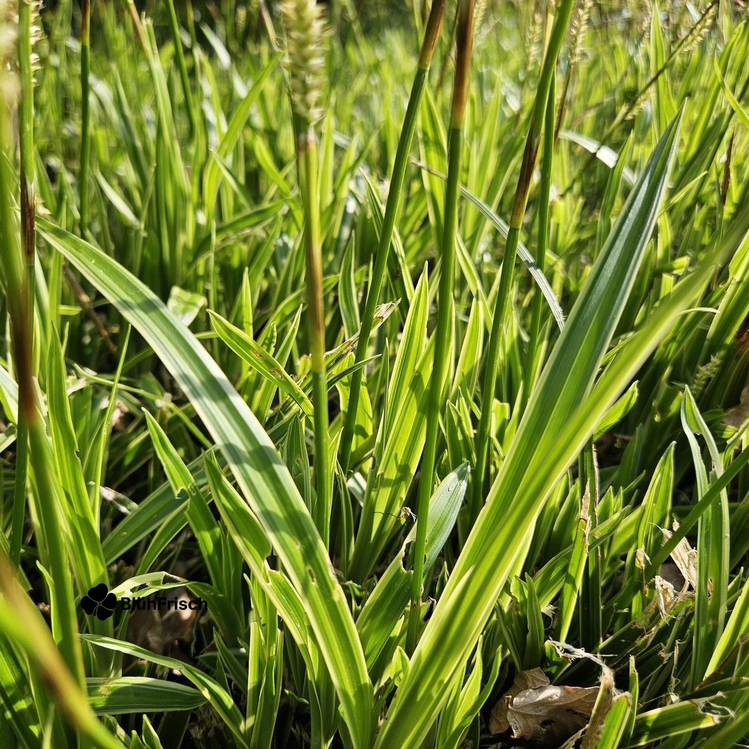 48x Carex morrowii 'Aureovariegata' - ↕10-25cm - Ø9cm