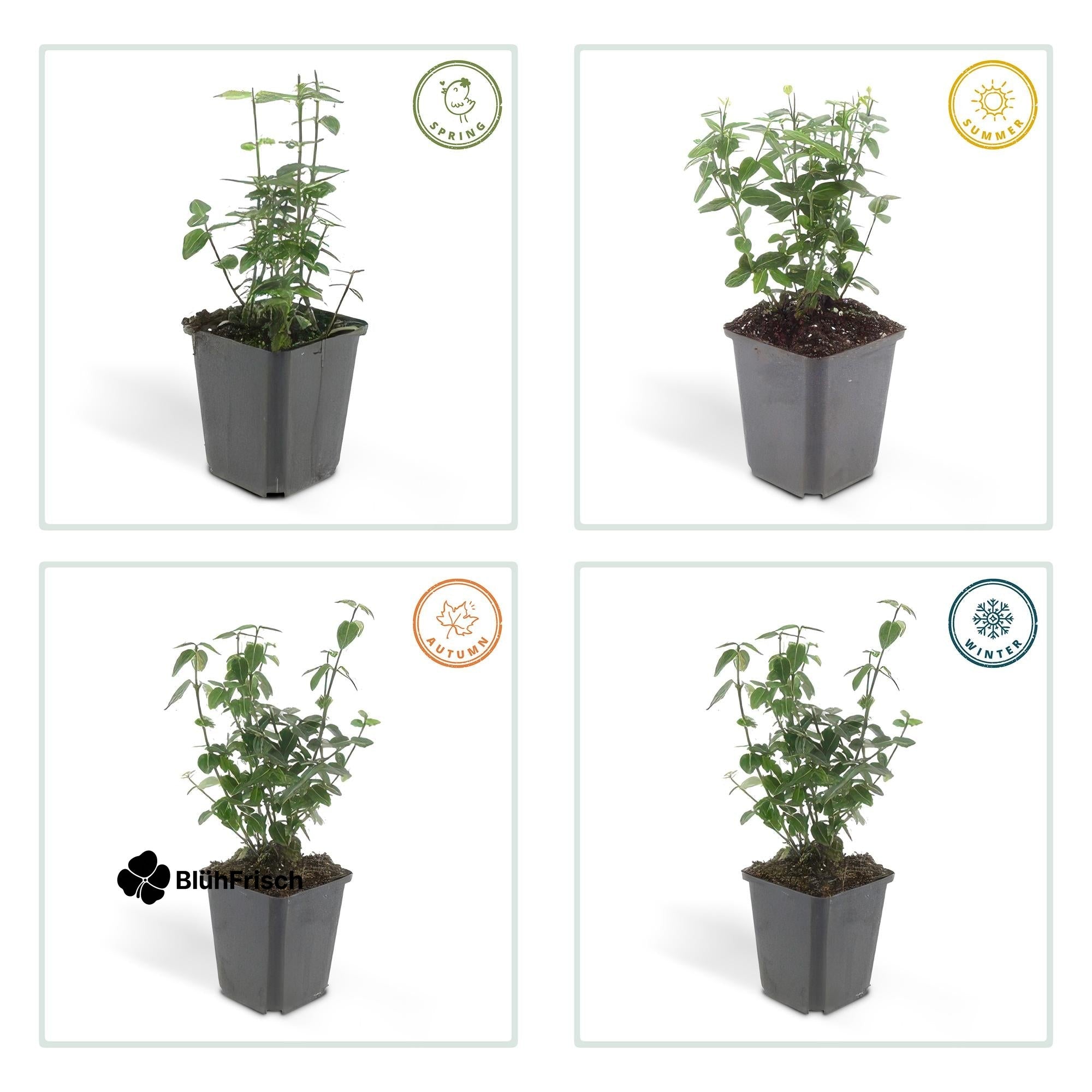 48x Euonymus fortunei radicans - ↕10-25cm - Ø9cm