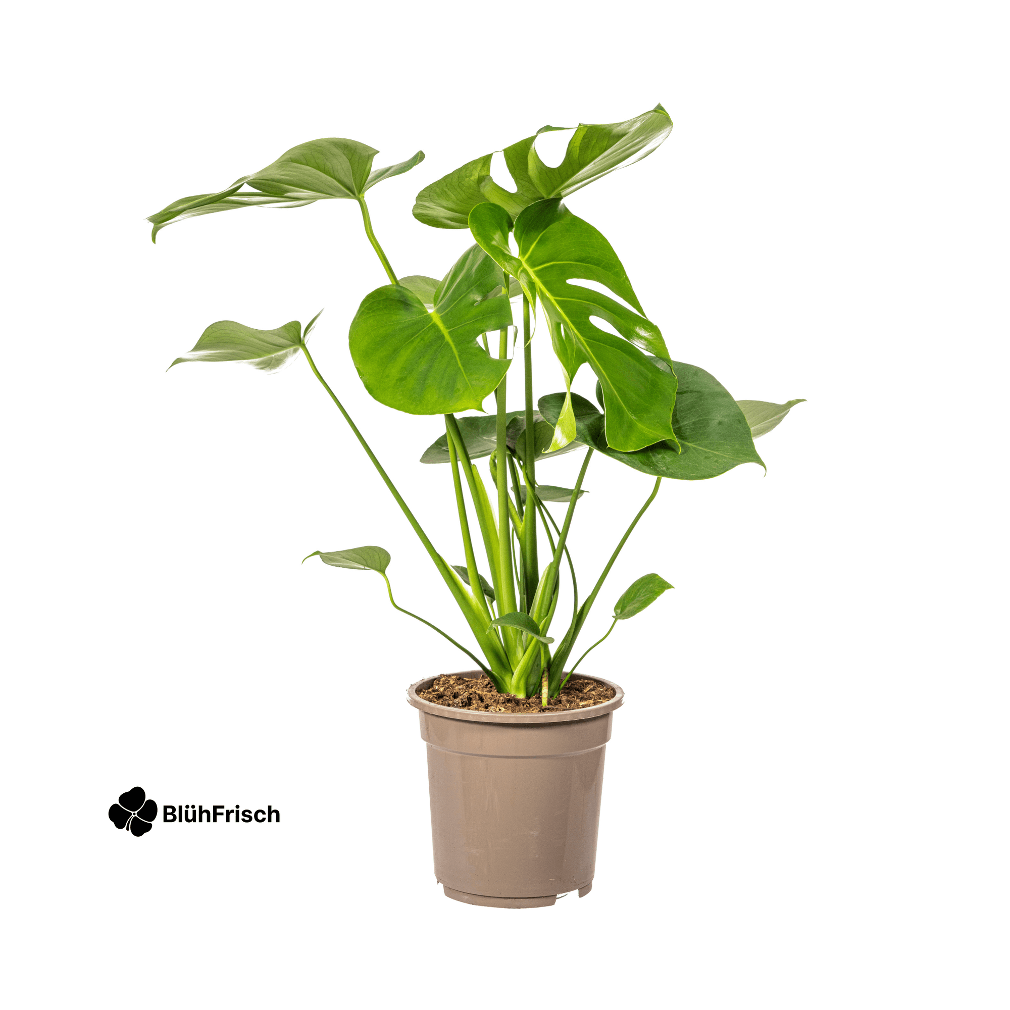Monstera Deliciosa Tauerii Ø19cm - ↕70 - 90cm