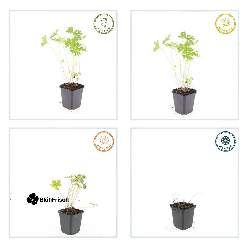 24x Geranium 'Johnson's Blue' - ↕10-25cm - Ø9cm