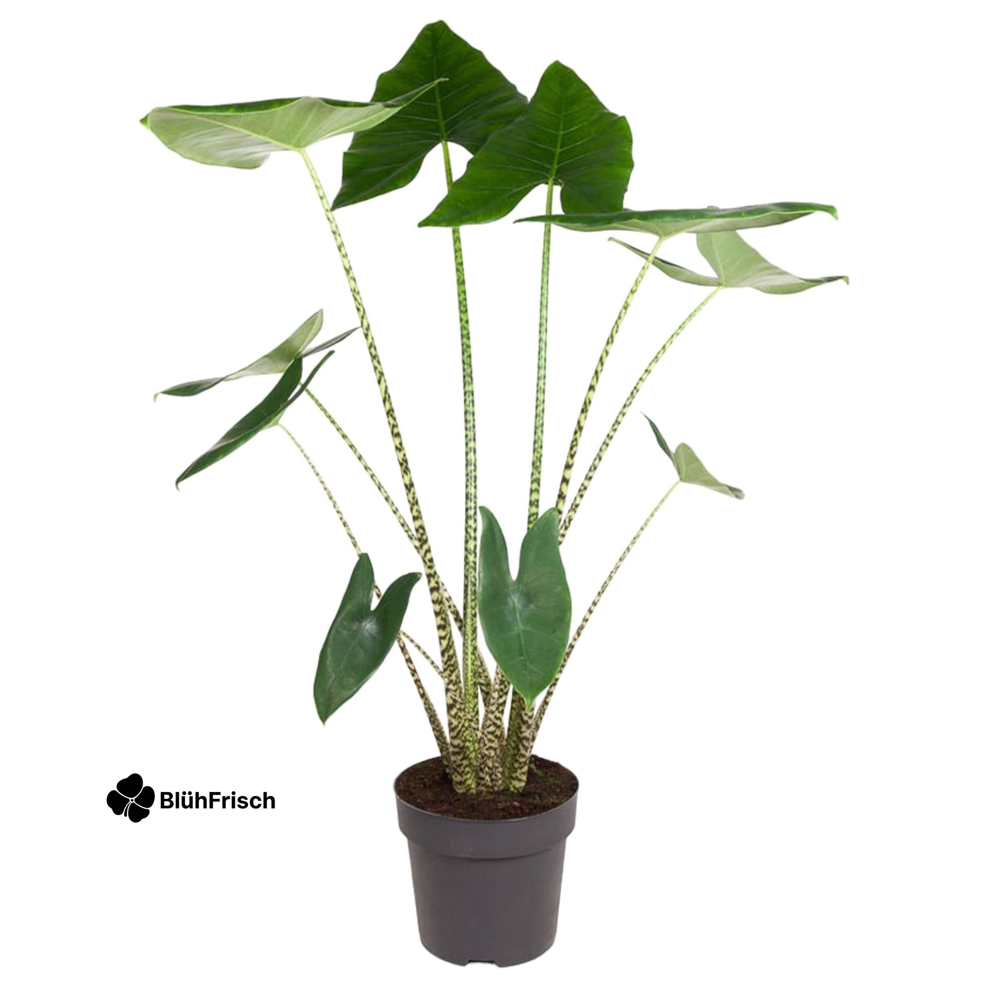 Alocasia Zebrina - 130 cm - ø32