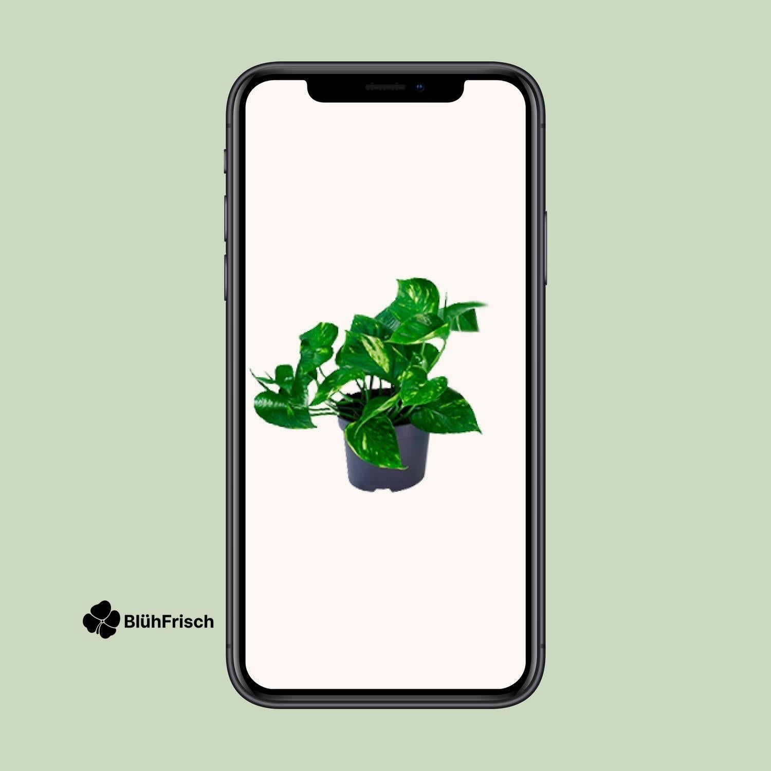 Epipremnum Aureum - Ø12cm - ↕20cm