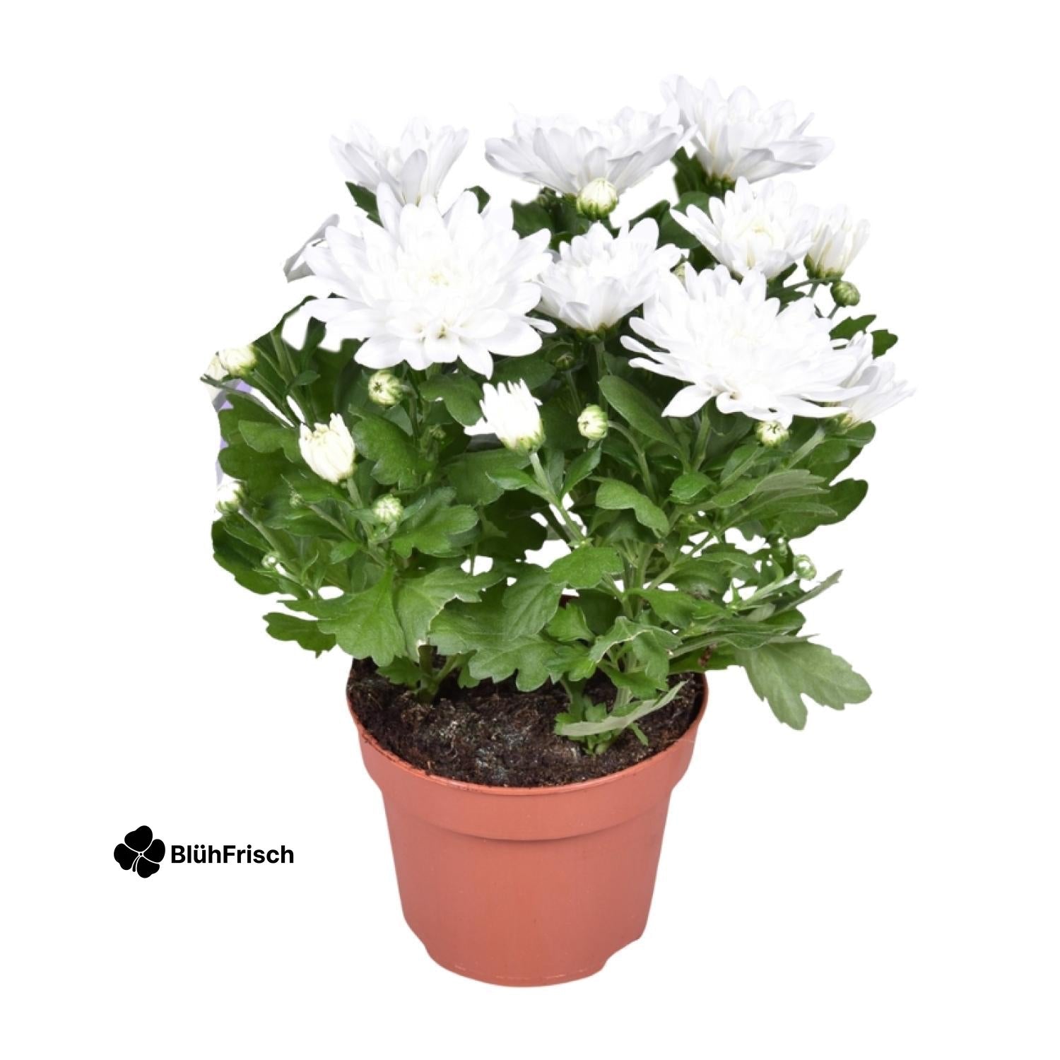 Chrysant Brave - Ø12cm - ↕26cm
