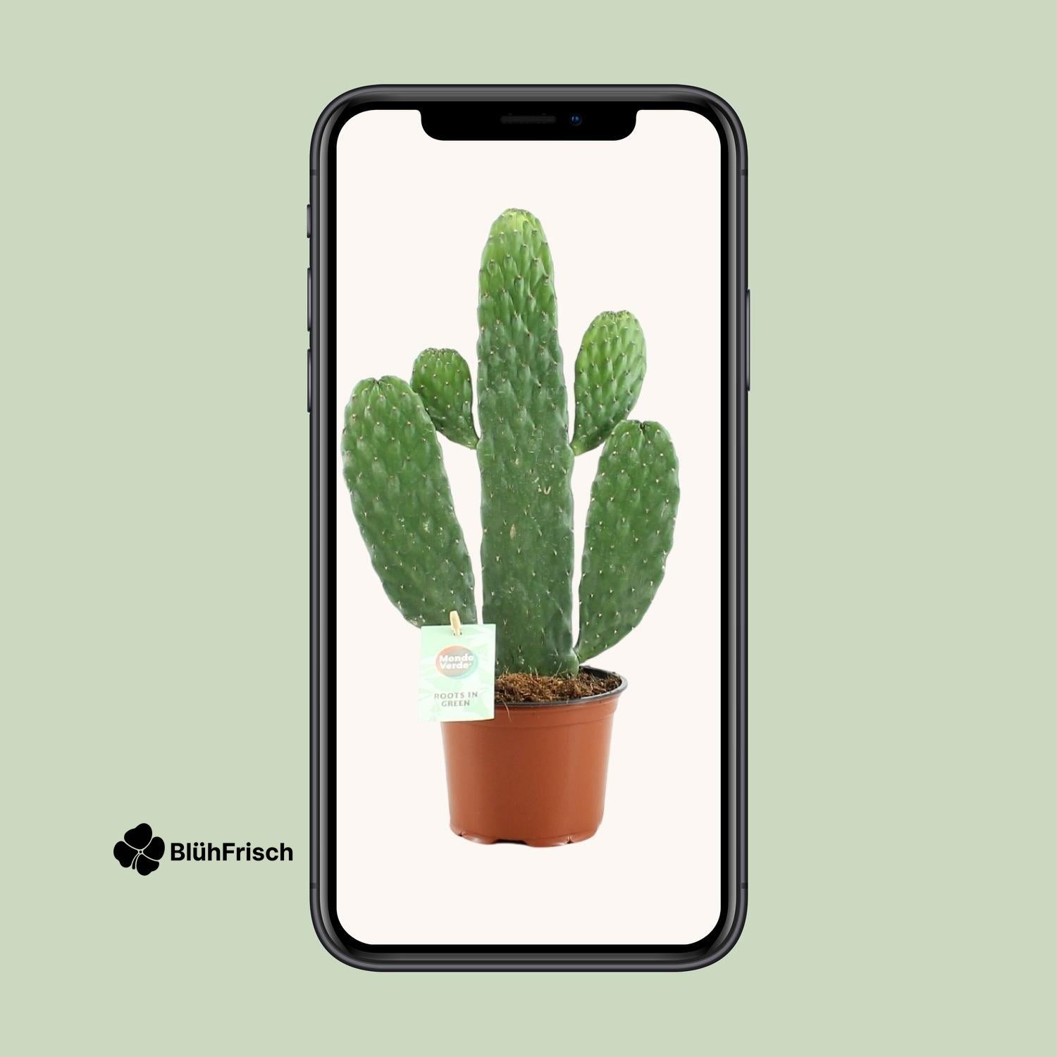 Opuntia Rubescens Consolea - Ø12cm - ↕35cm