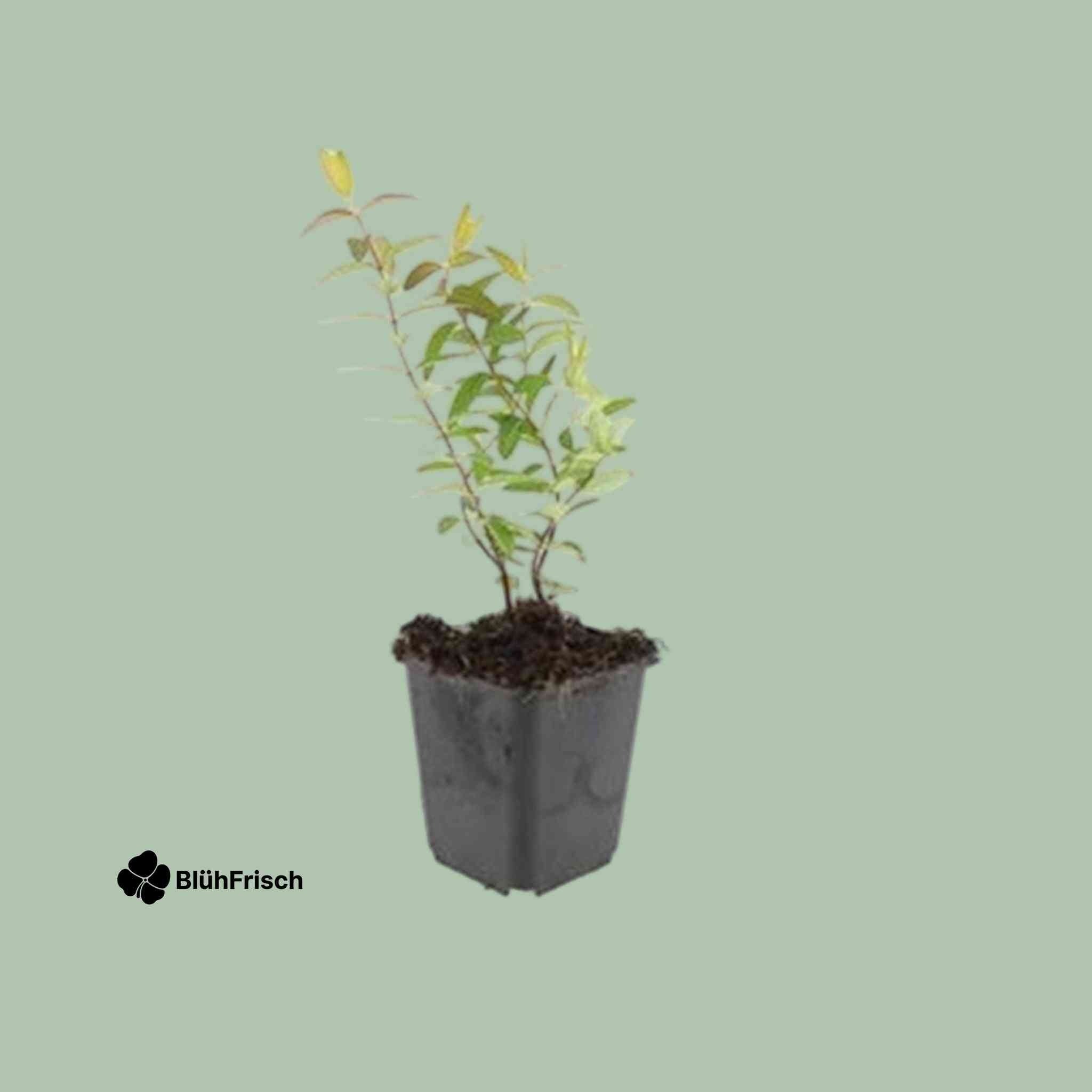 48x Hypericum 'Hidcote' - ↕10-25cm - Ø9cm