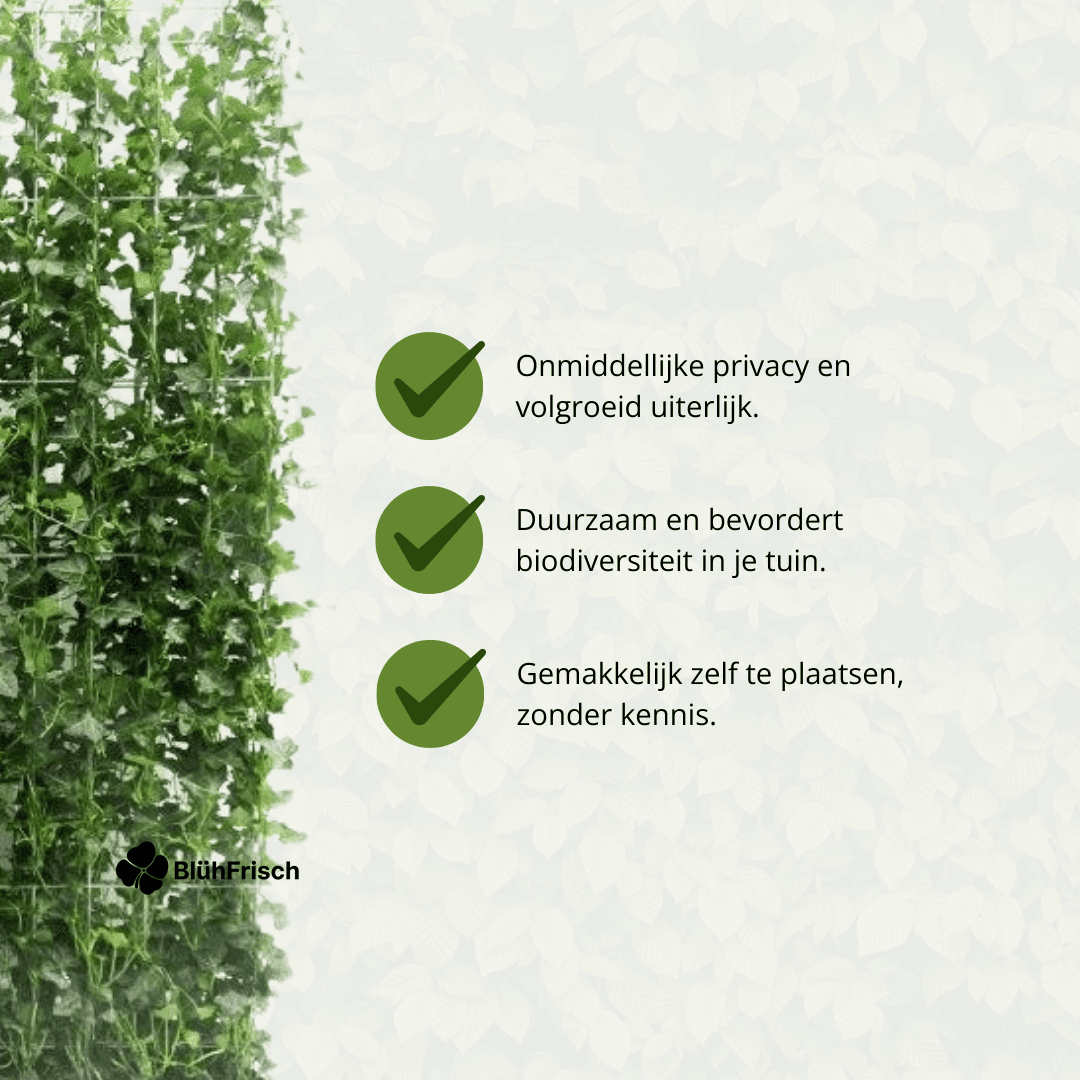 Hedera Hibernica - Efeu - Fertighecke - ↨120 cm