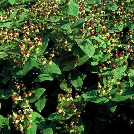 48x Hypericum inodorum 'Beauty' - ↕10-25cm - Ø9cm