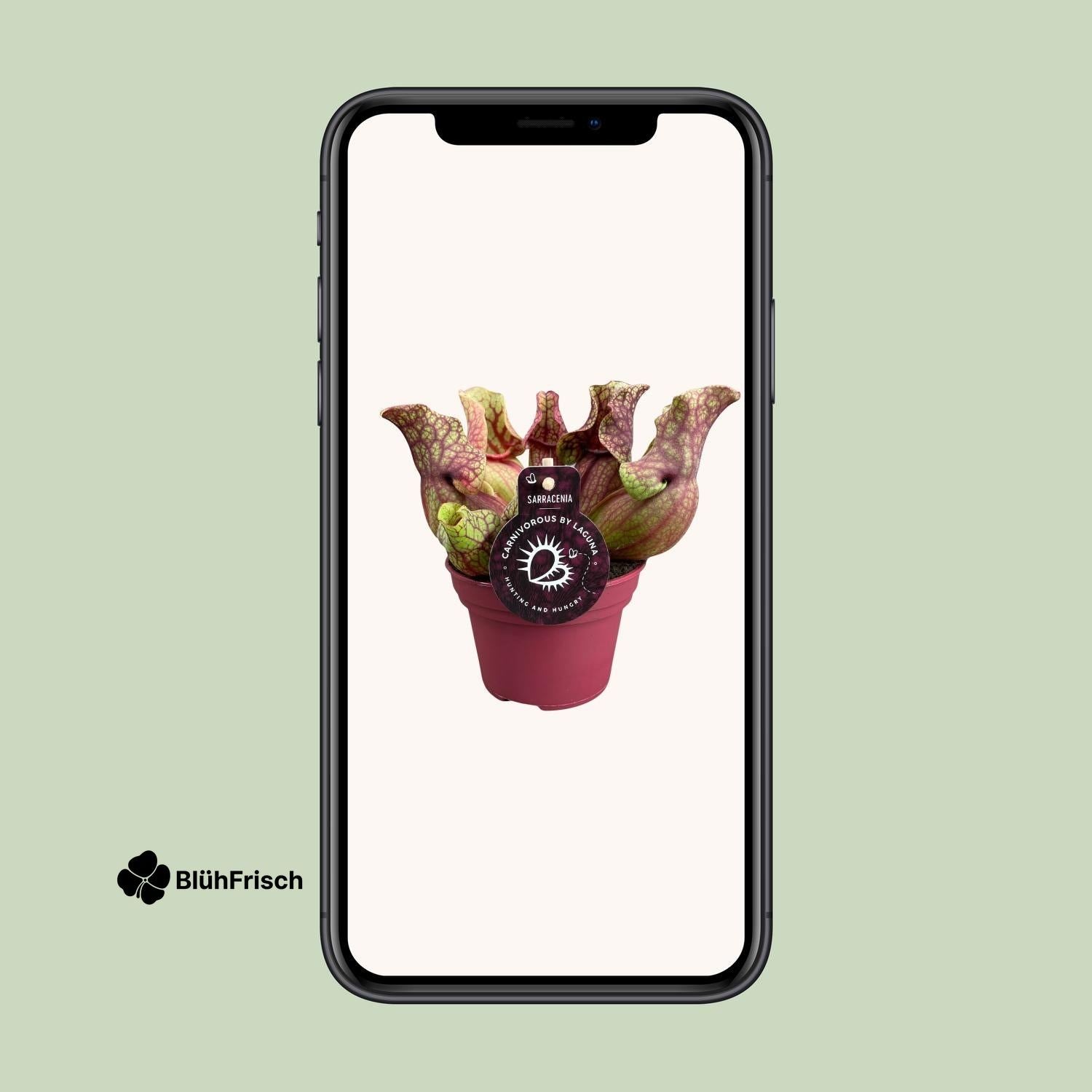 Sarracenia Venosa - Ø12cm - ↕20cm