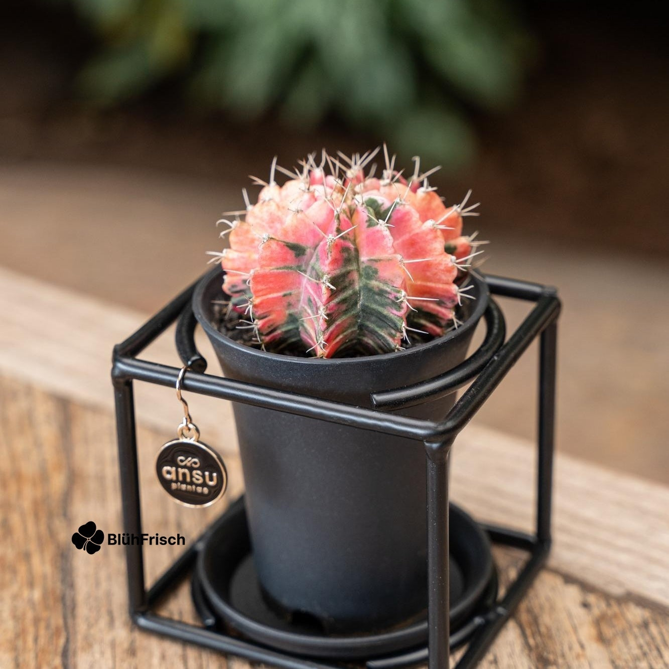 Cactus In Design Frame - Ø10cm - ↕12cm