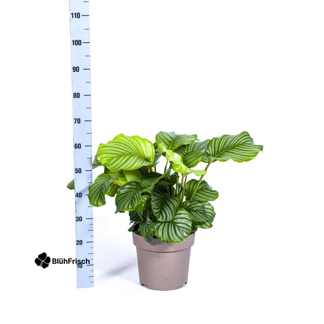 Calathea Orbifolia Ø27cm - ↕70 - 90cm