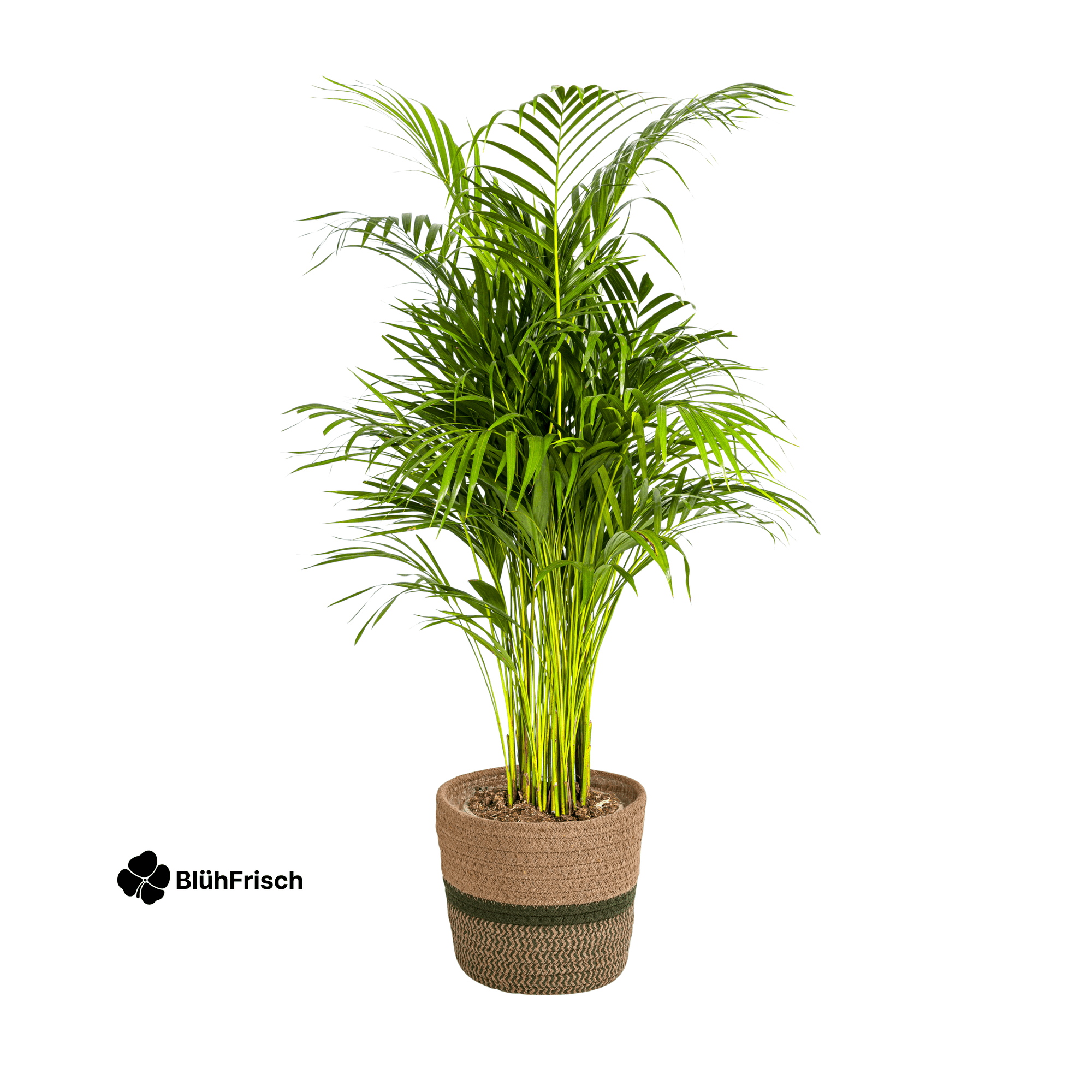 Dypsis Areca Lutescens mit Korb 100 - 120cm