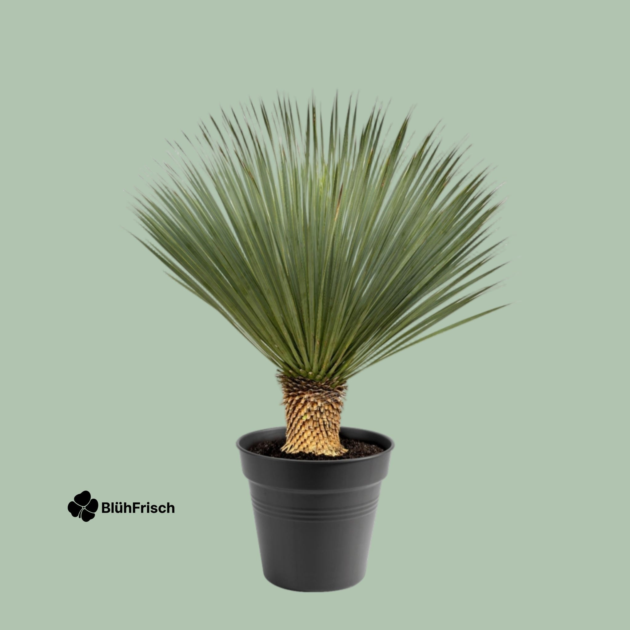Yucca Rostrata - 100 - 120 cm - Ø40