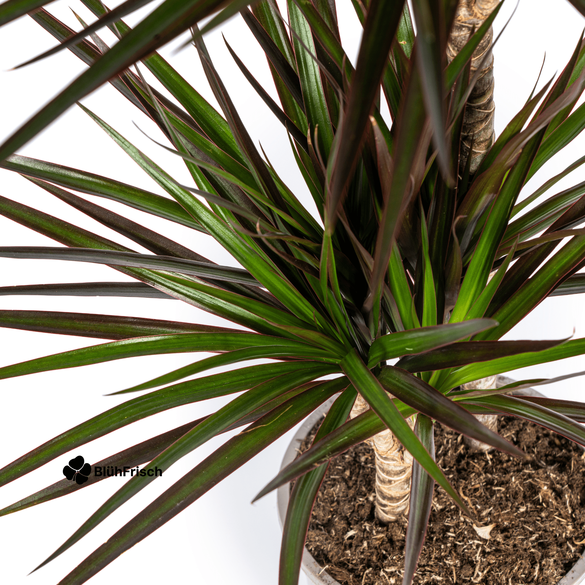 Dracaena Marginata Magenta mit Korb 130 - 150cm