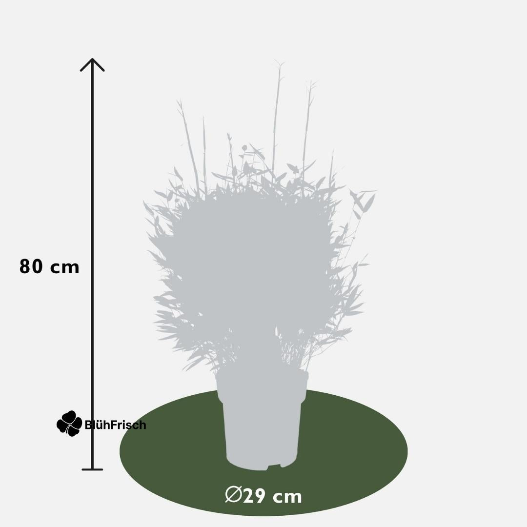 Schirm-Bambus - Ø 29 cm - ↨ 70 cm
