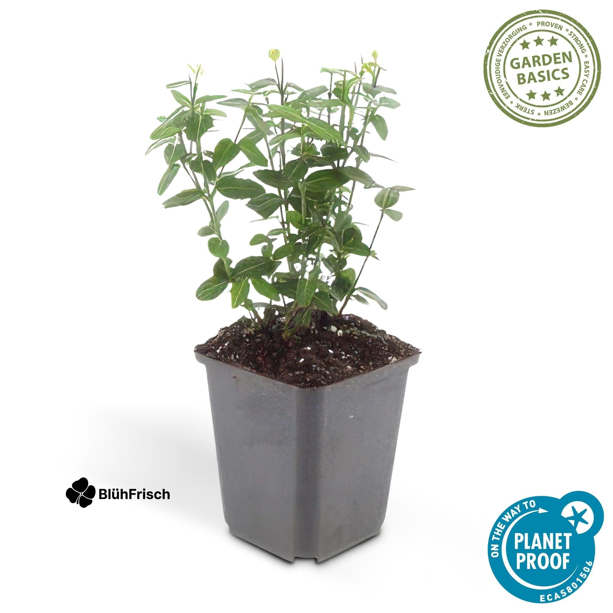 48x Euonymus fortunei radicans - ↕10-25cm - Ø9cm