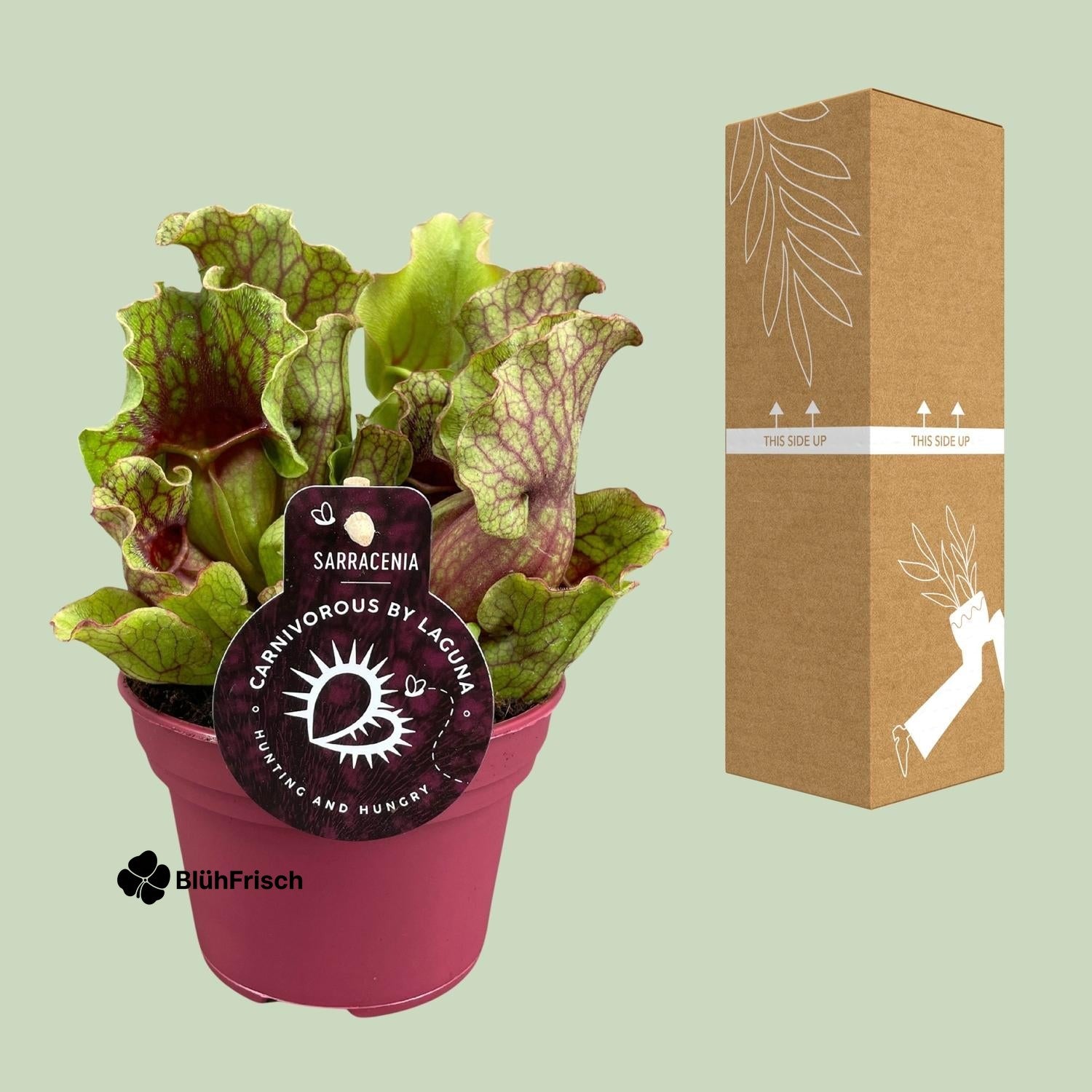 Sarracenia - Ø12 ↕20