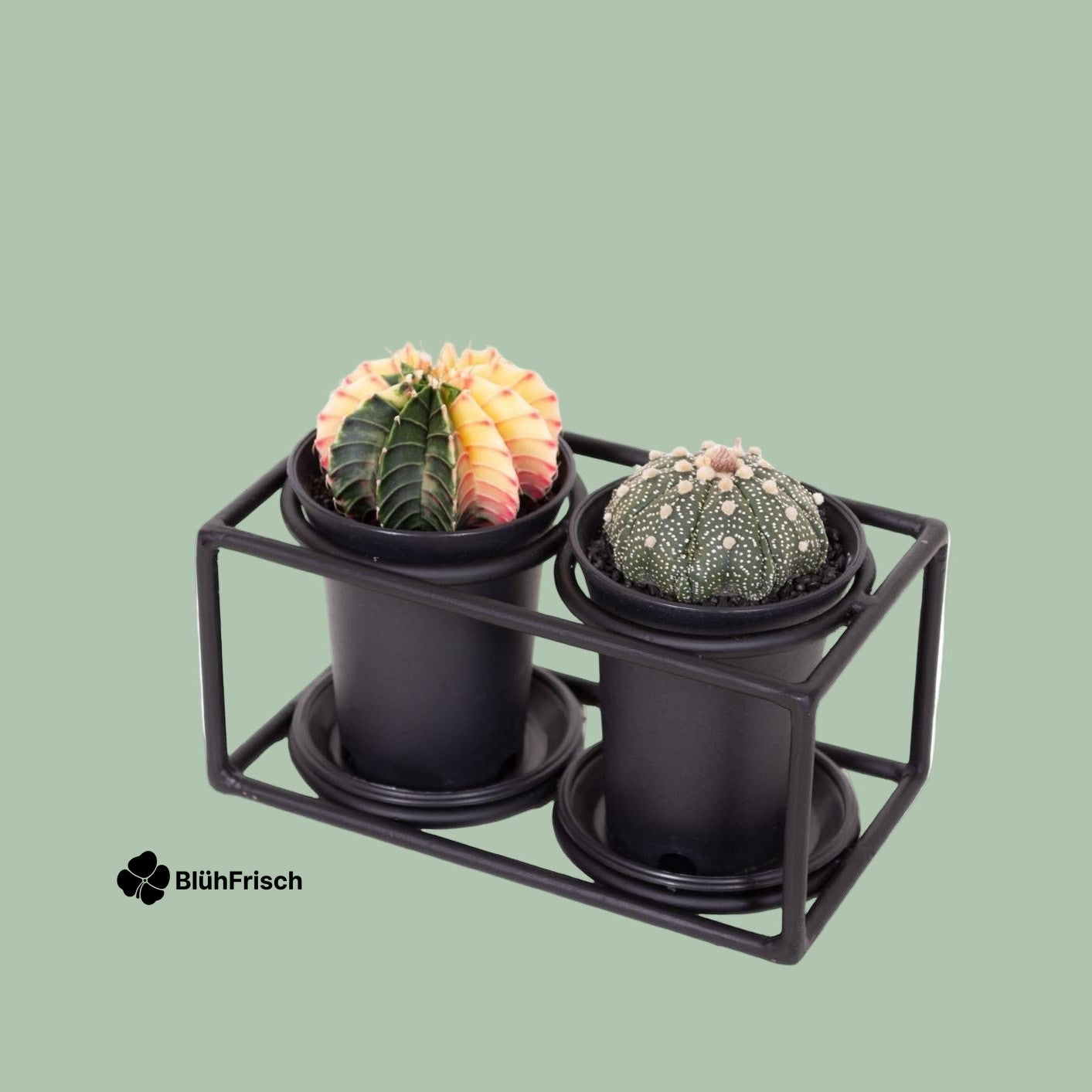 Cactus Duo In Design Frame - Ø17cm - ↕12cm