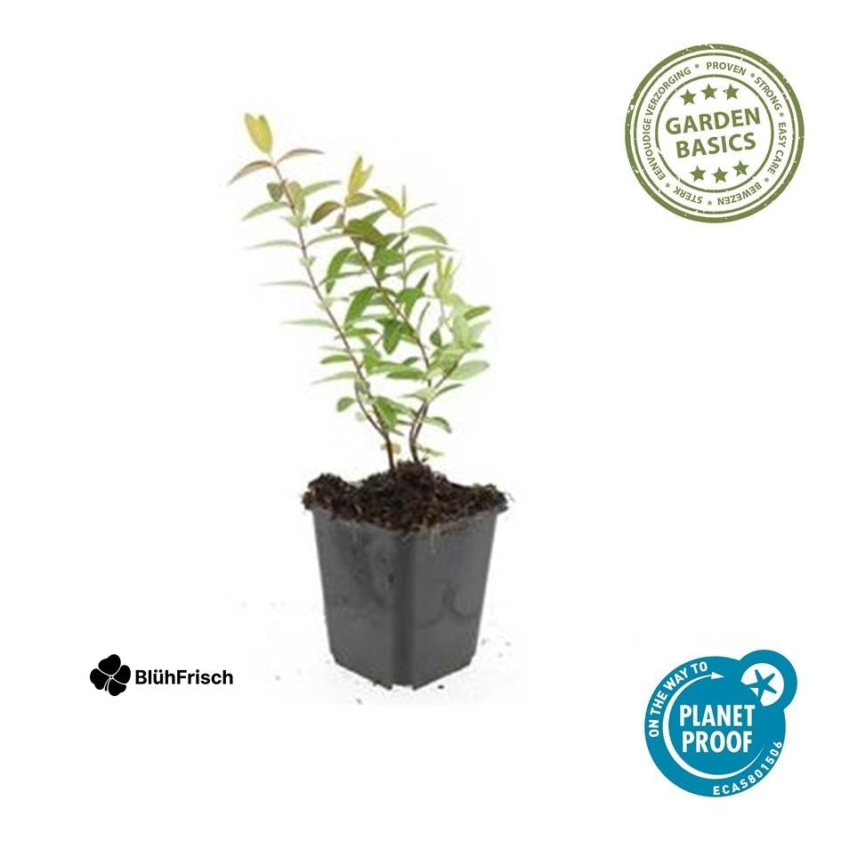 24x Hypericum 'Hidcote' - ↕10-25cm - Ø9cm