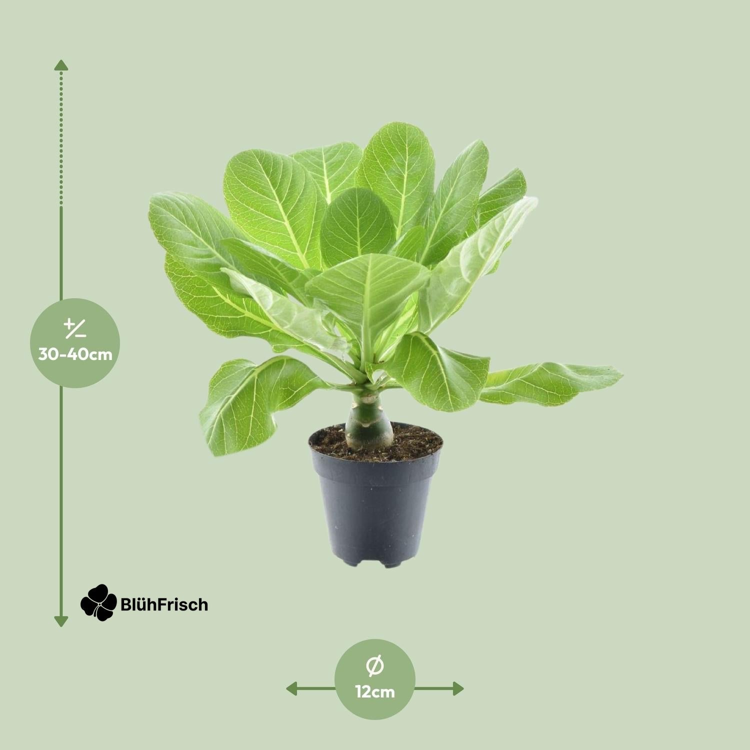 Brighamia Insignis 'Hawaii Palme' P12 - Ø12cm - ↕37cm