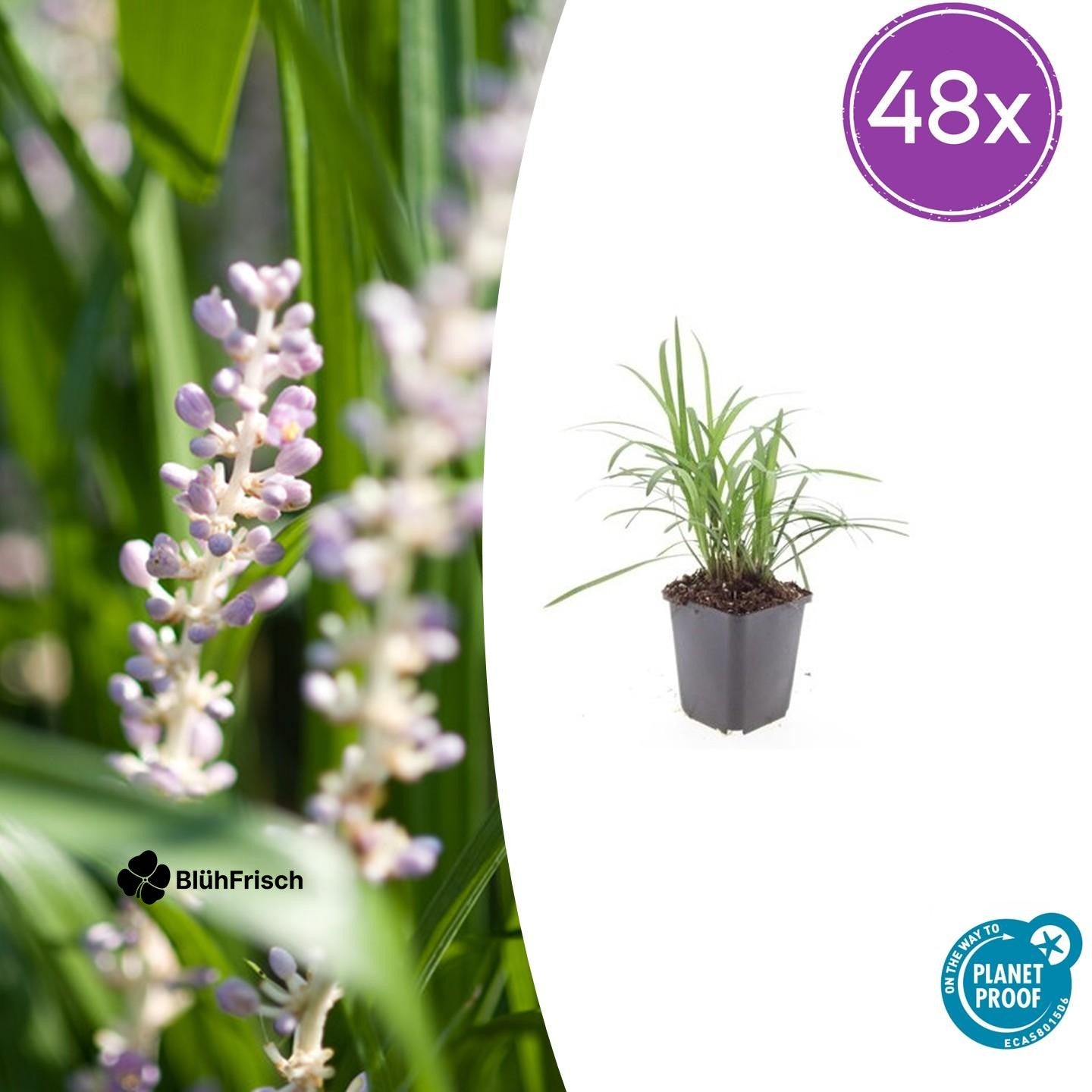 48x Liriope muscari 'Moneymaker' - ↕10-25cm - Ø9cm