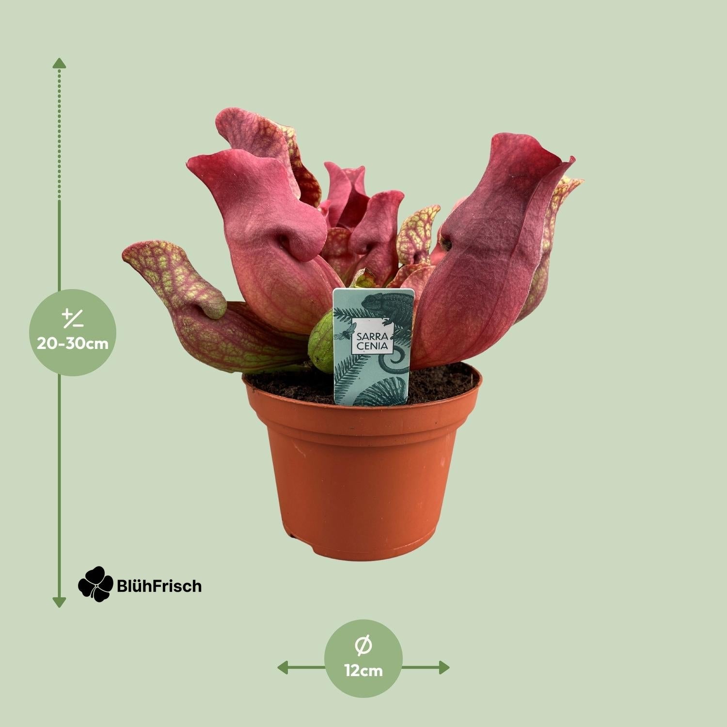 Sarracenia Maroon - Ø12 ↕23