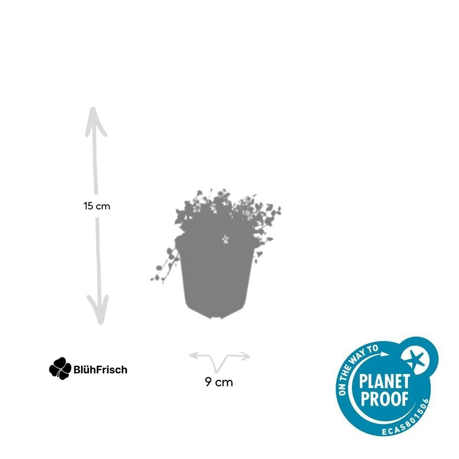 48x Isotoma fluviatilis 'Alba'- ↕10-25cm - Ø9cm