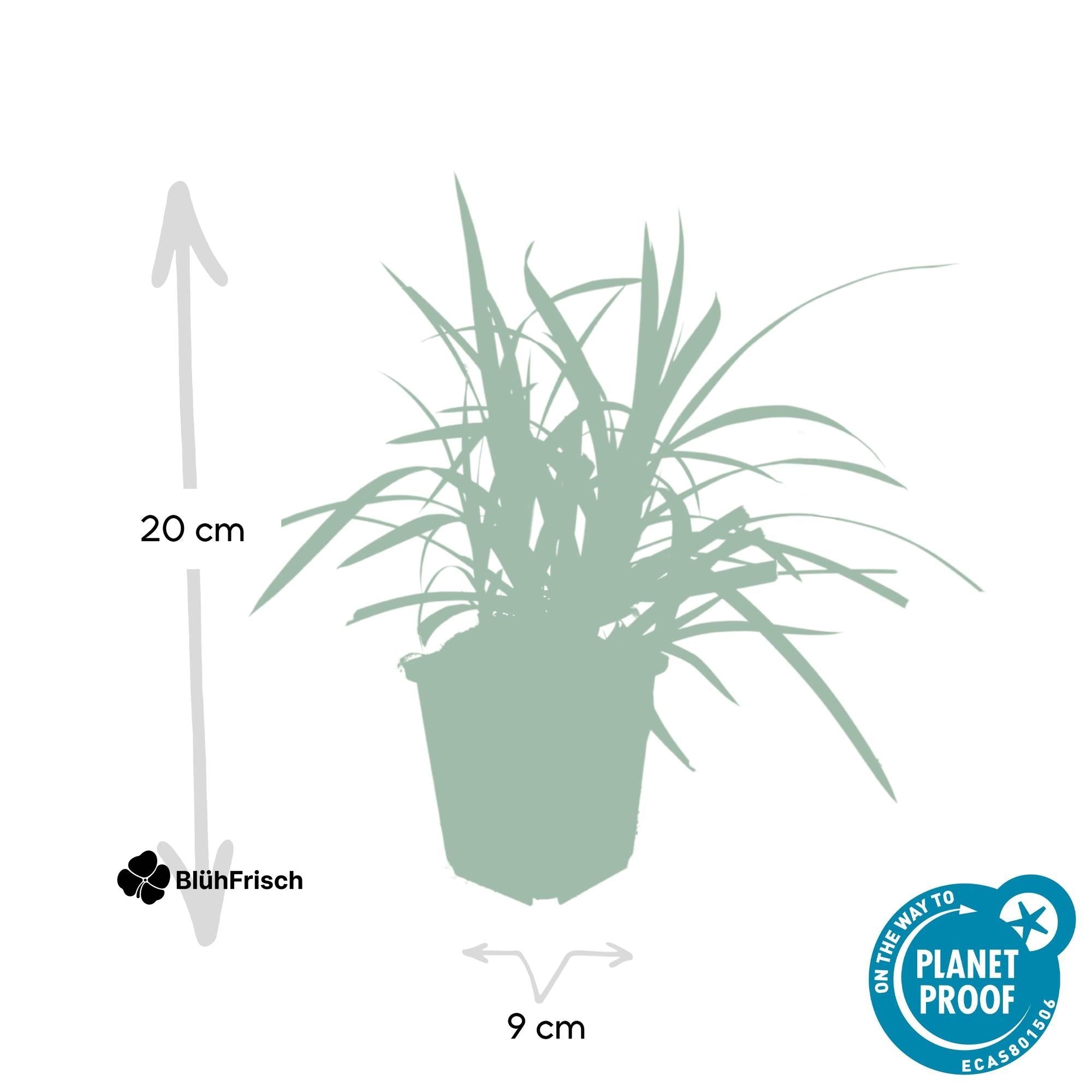 48x Carex morrowii 'Irish Green' - ↕10-25cm - Ø9cm