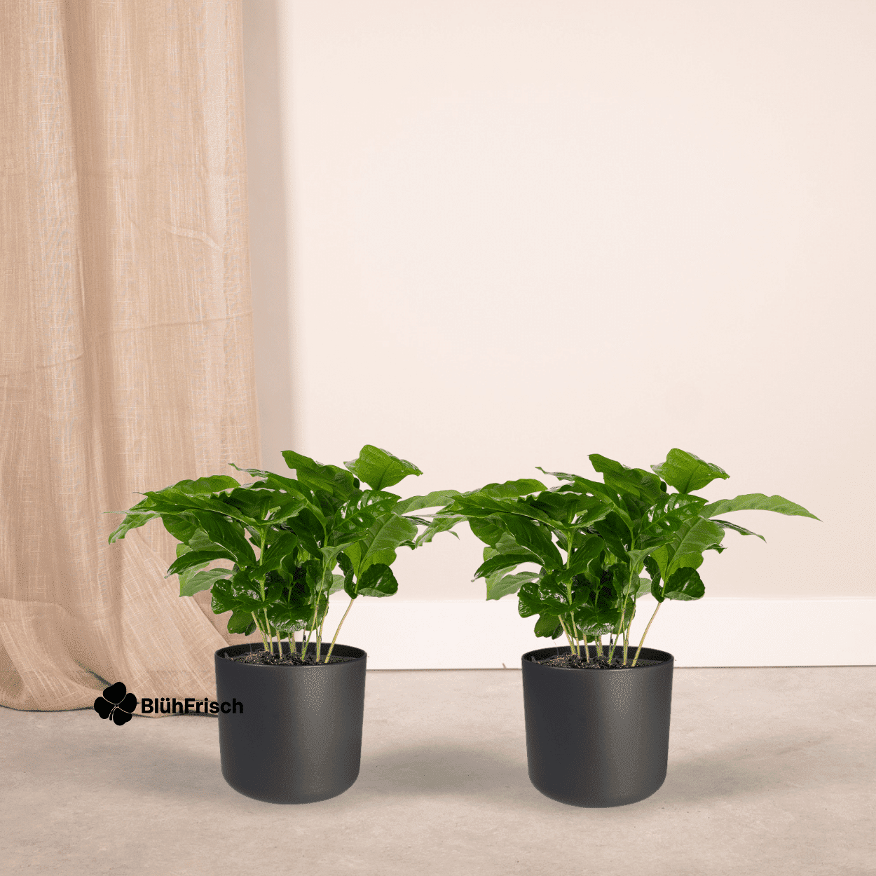 Coffea Arabica Kaffeepflanze - 2 Stücke - Ø12cm - ↕25cm