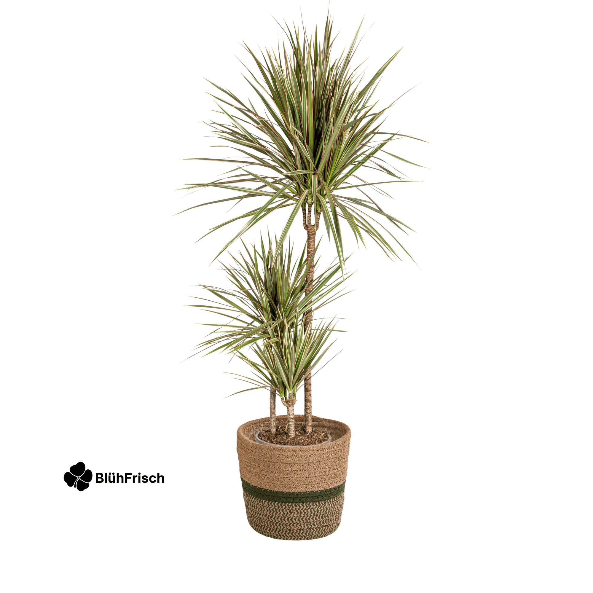 Dracaena Marginata Bicolor mit Korb 110 - 130cm