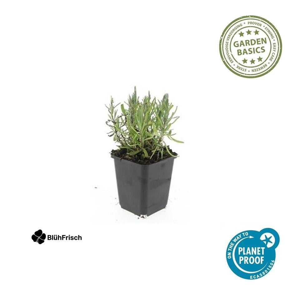 24x Lavandula ang. 'Munstead' - ↕10-25cm - Ø9cm