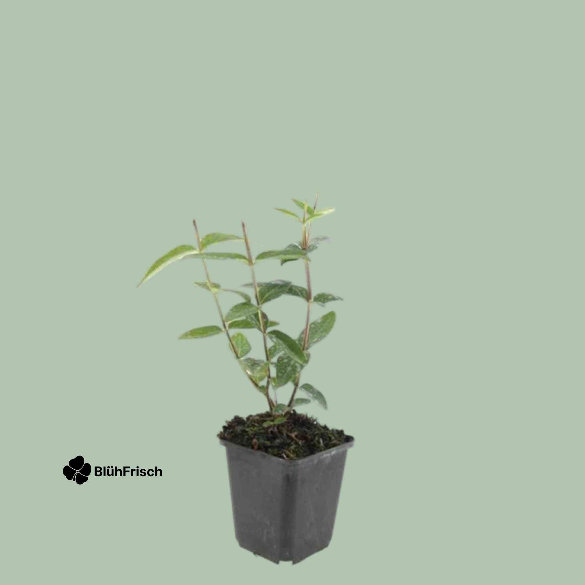 48x Hypericum inodorum 'Rheingold' - ↕10-25cm - Ø9cm