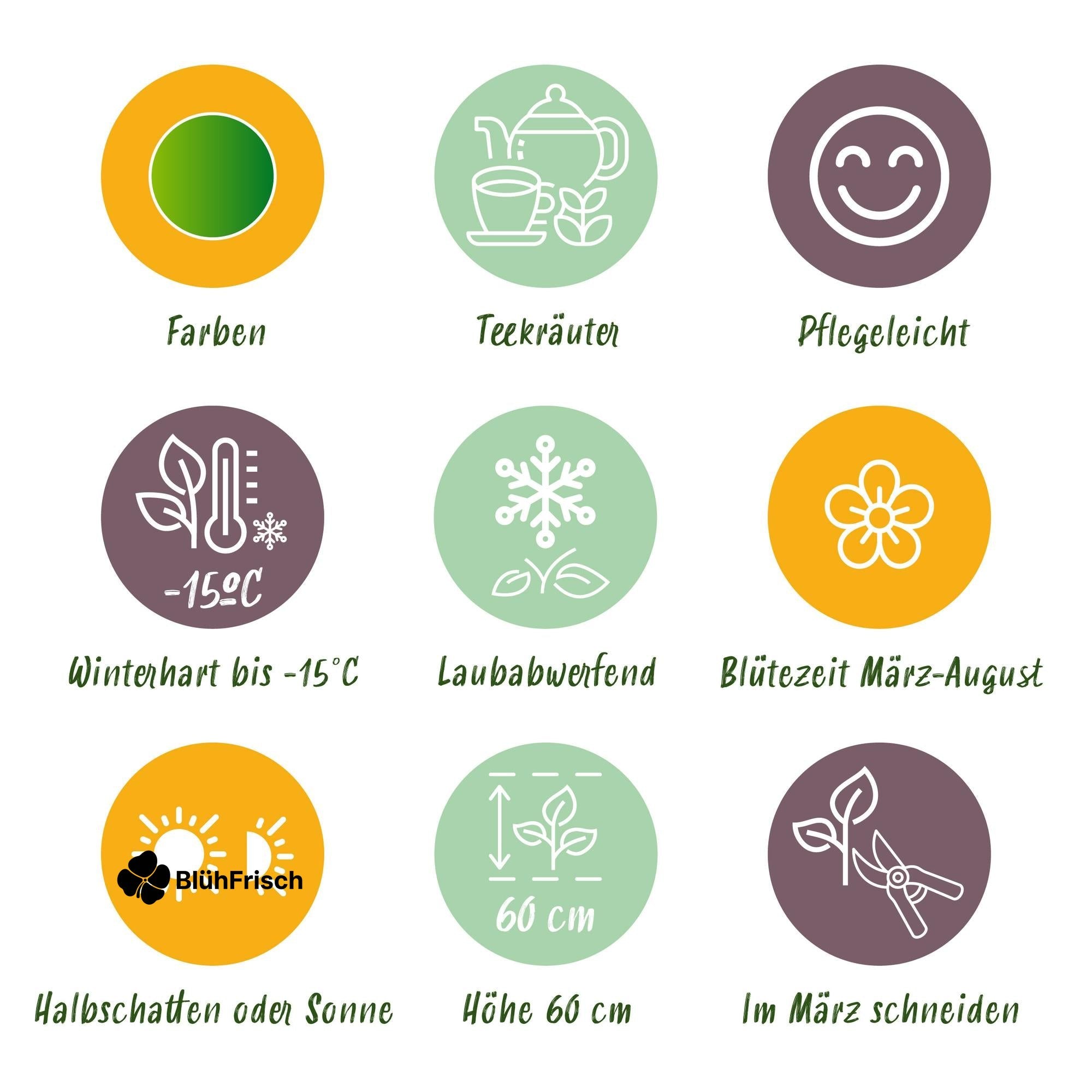 GreenboutiQ - Kräuter paket - Kräutertee - 8 Stauden - Für 1 m2 - Verschiedene Farben - Wenig Pflege - Topf 11cm