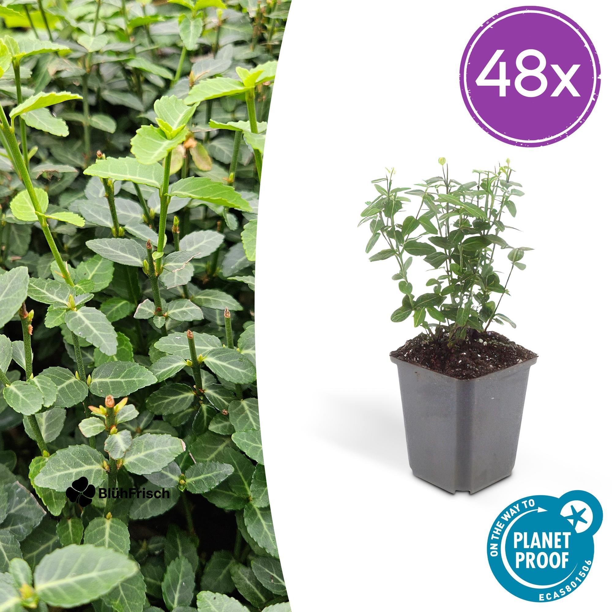 48x Euonymus fortunei radicans - ↕10-25cm - Ø9cm
