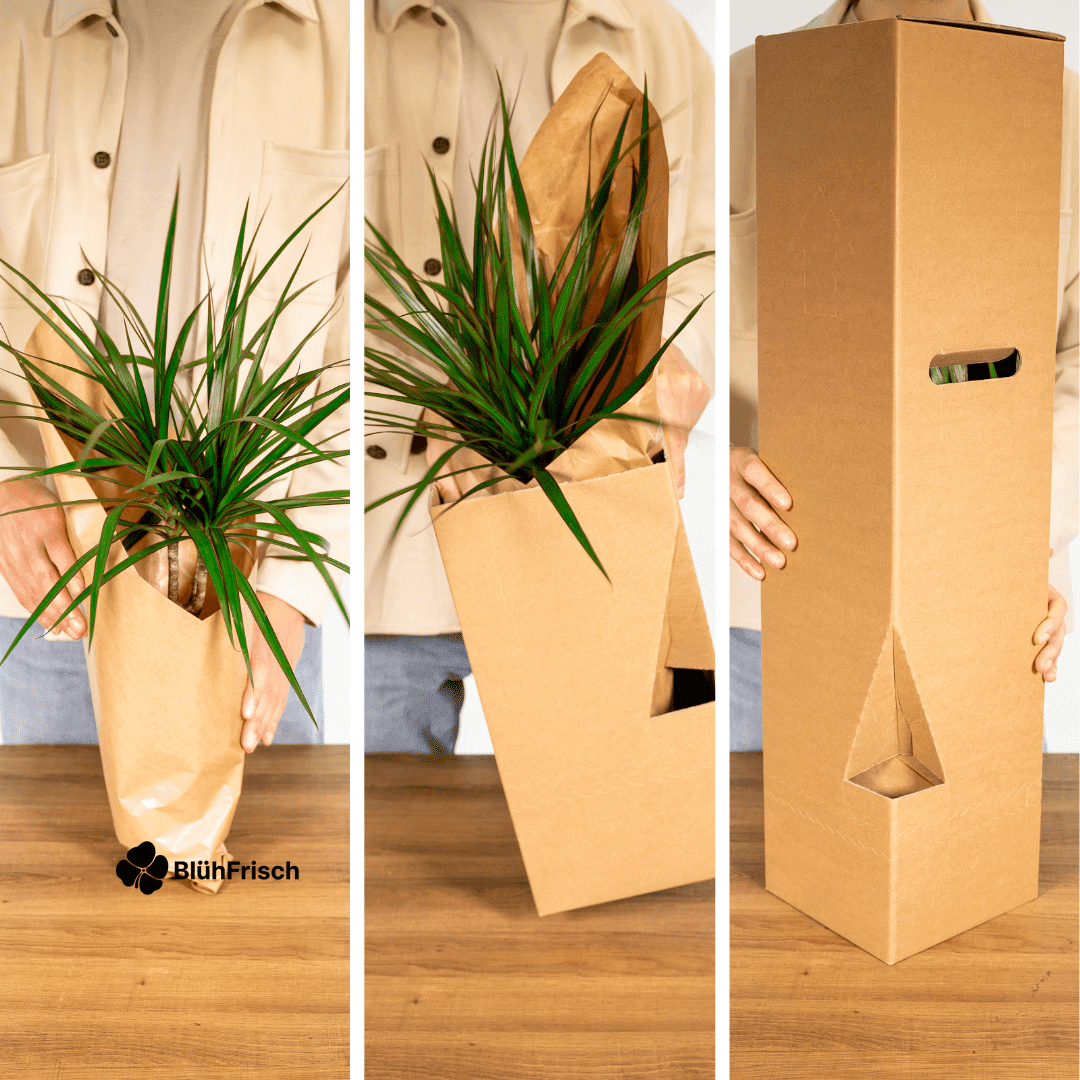 Gartenkräuter Mix - 4 Stücke - Ø14cm - ↕18cm