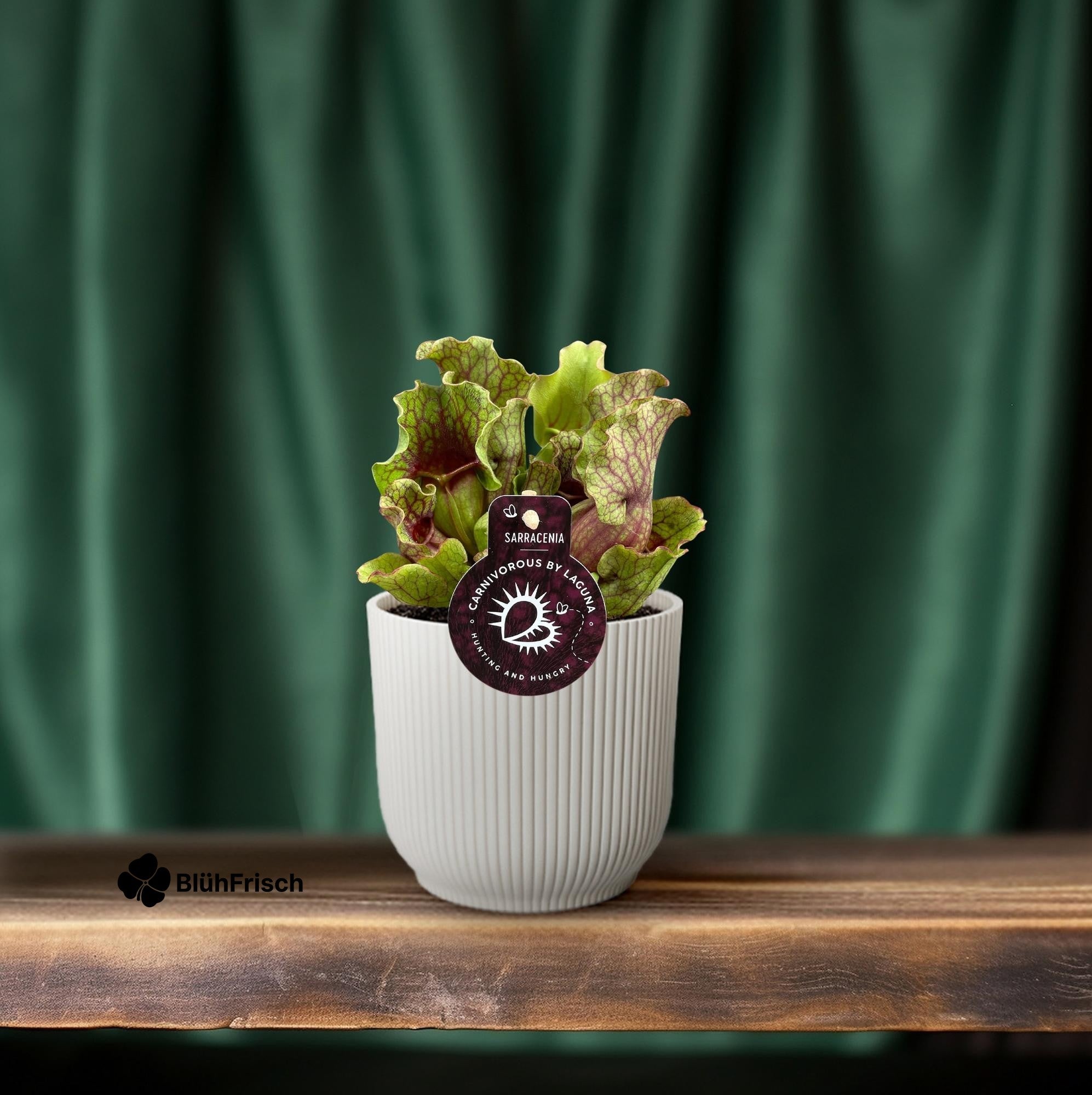 Sarracenia - Ø12 ↕20