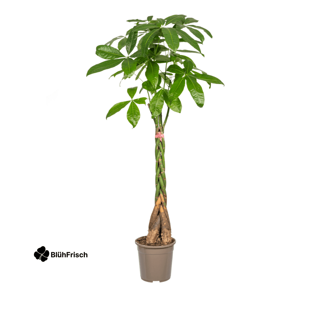 Pachira Aquatica Ø24cm - ↕120 - 140cm