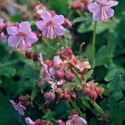 24x Geranium macrorrhizum - ↕10-25cm - Ø9cm