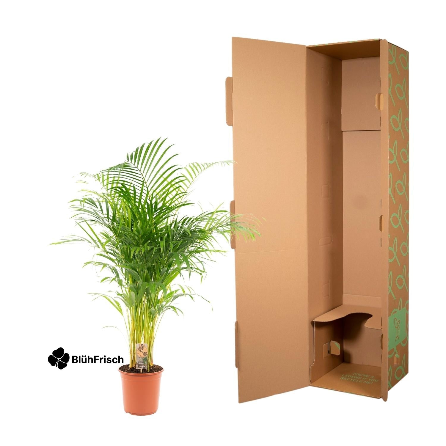 Areca-Palme - Ø21cm - ↕130cm