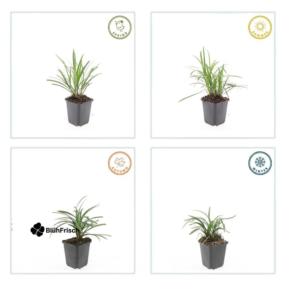 48x Liriope muscari 'Moneymaker' - ↕10-25cm - Ø9cm