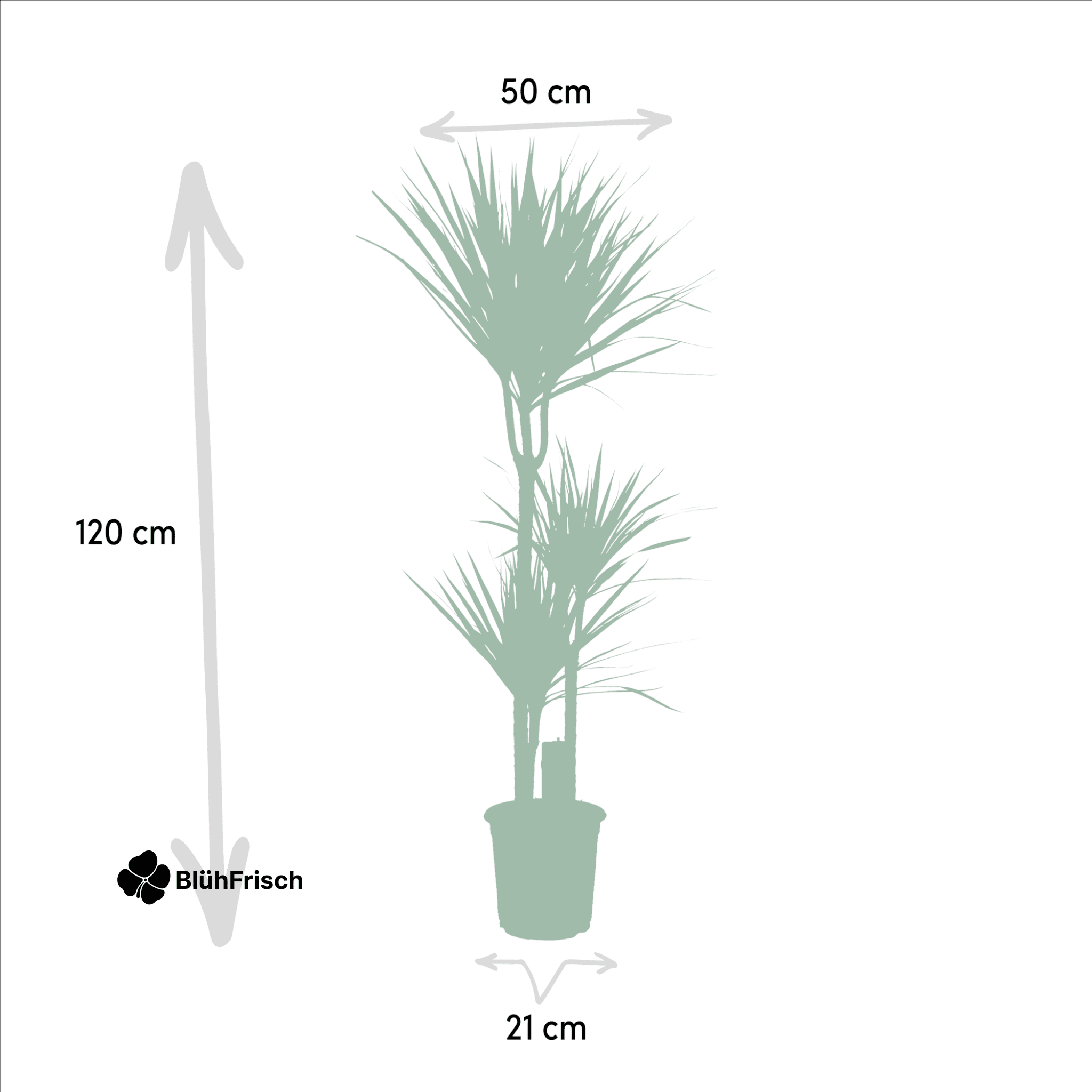 Dracaena Marginata - Ø21cm - ↕120cm