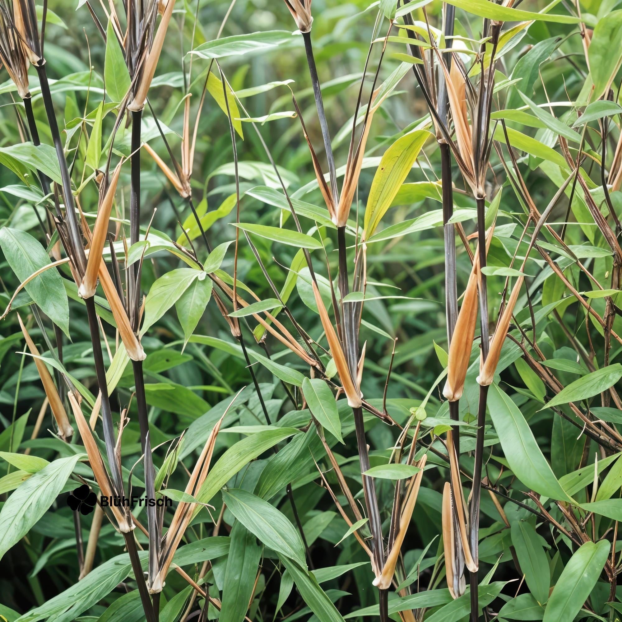 GreenboutiQ - Bambus - Fargesia Black Dragon - Grün - 4 Pflanzen - Immergrün - Wuchernicht - Topf 14cm Höhe 35cm