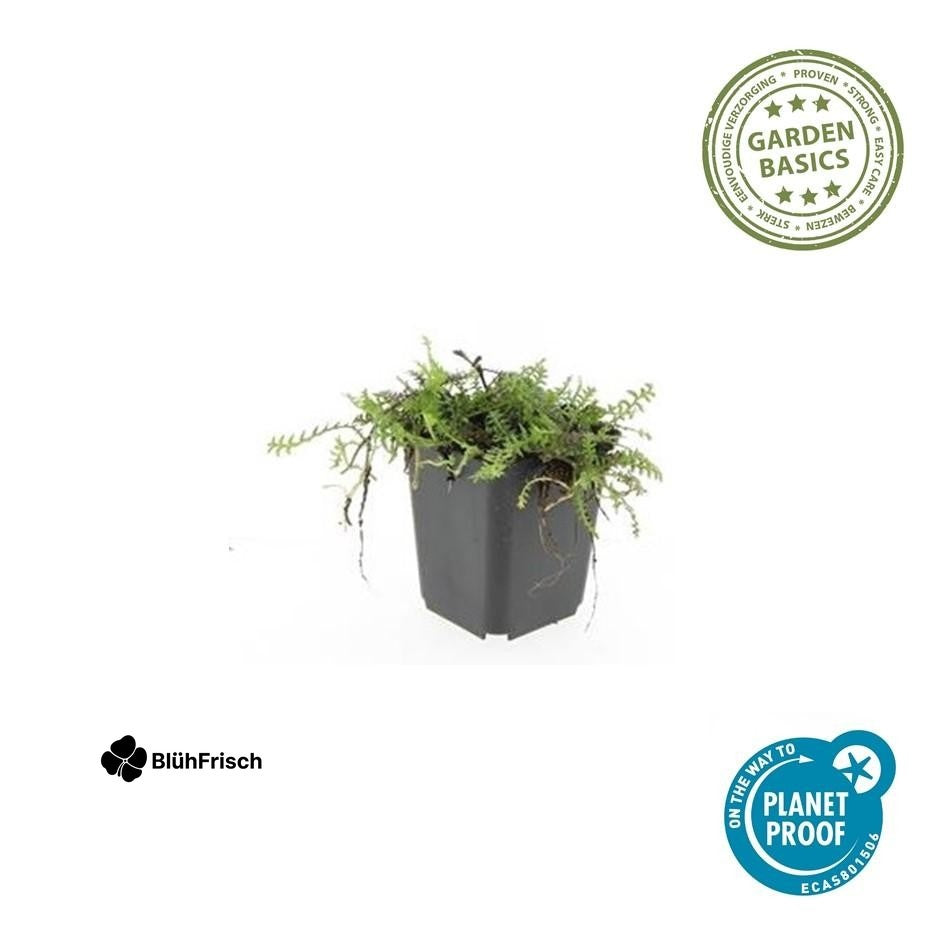 24x Leptinella squalida - ↕10-25cm - Ø9cm